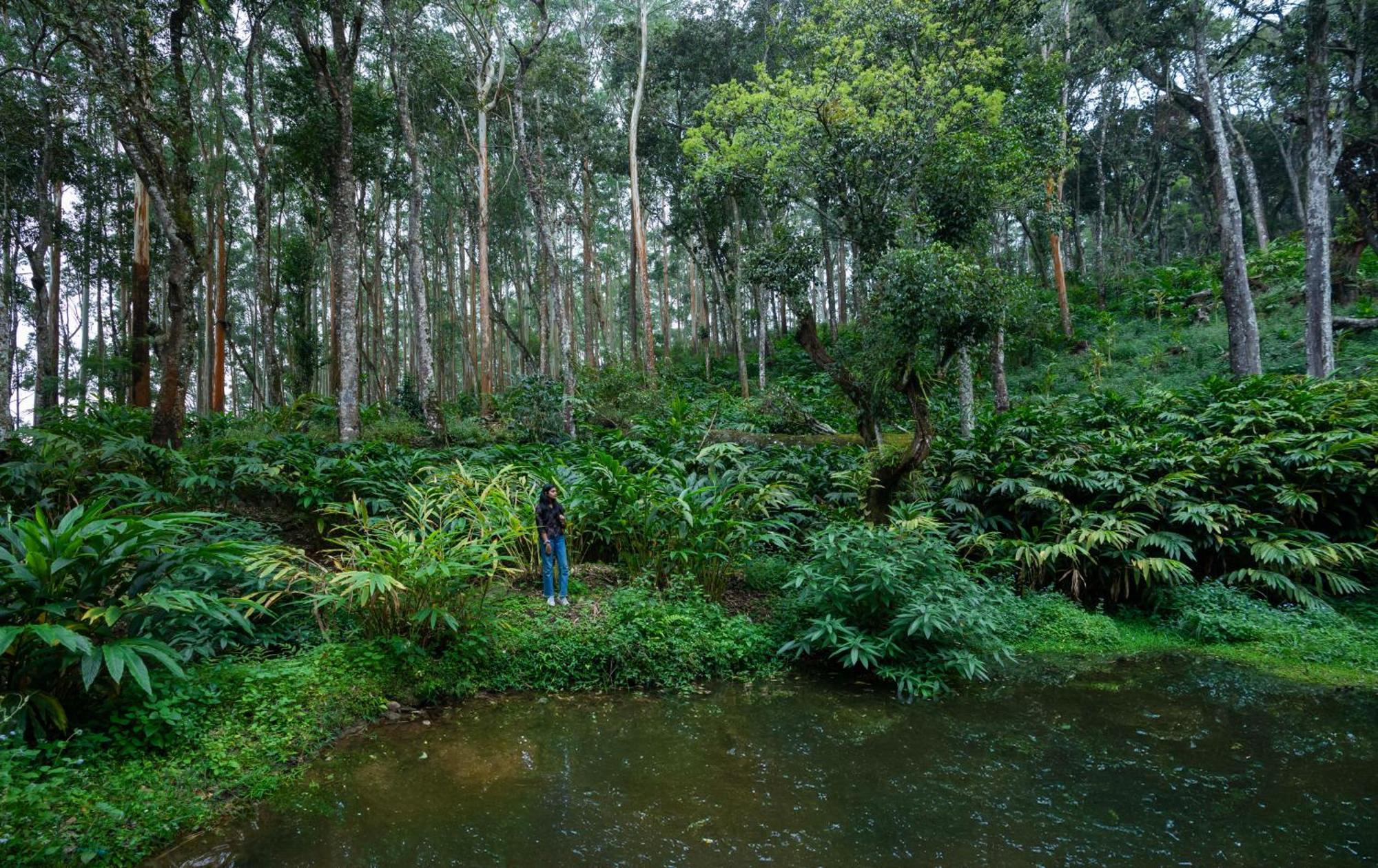 Fort Munnar Chinnakanal Exteriér fotografie