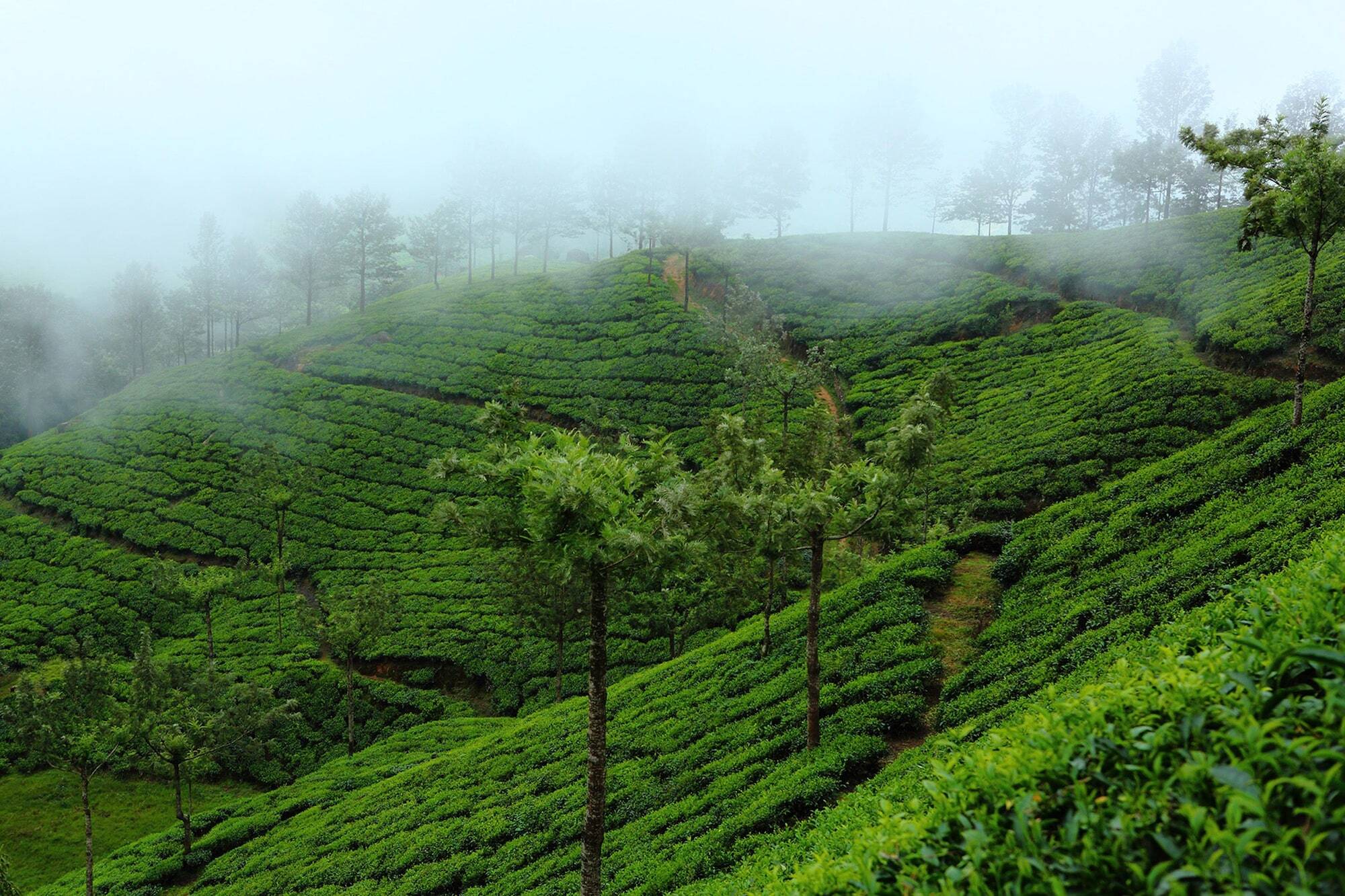 Fort Munnar Chinnakanal Exteriér fotografie
