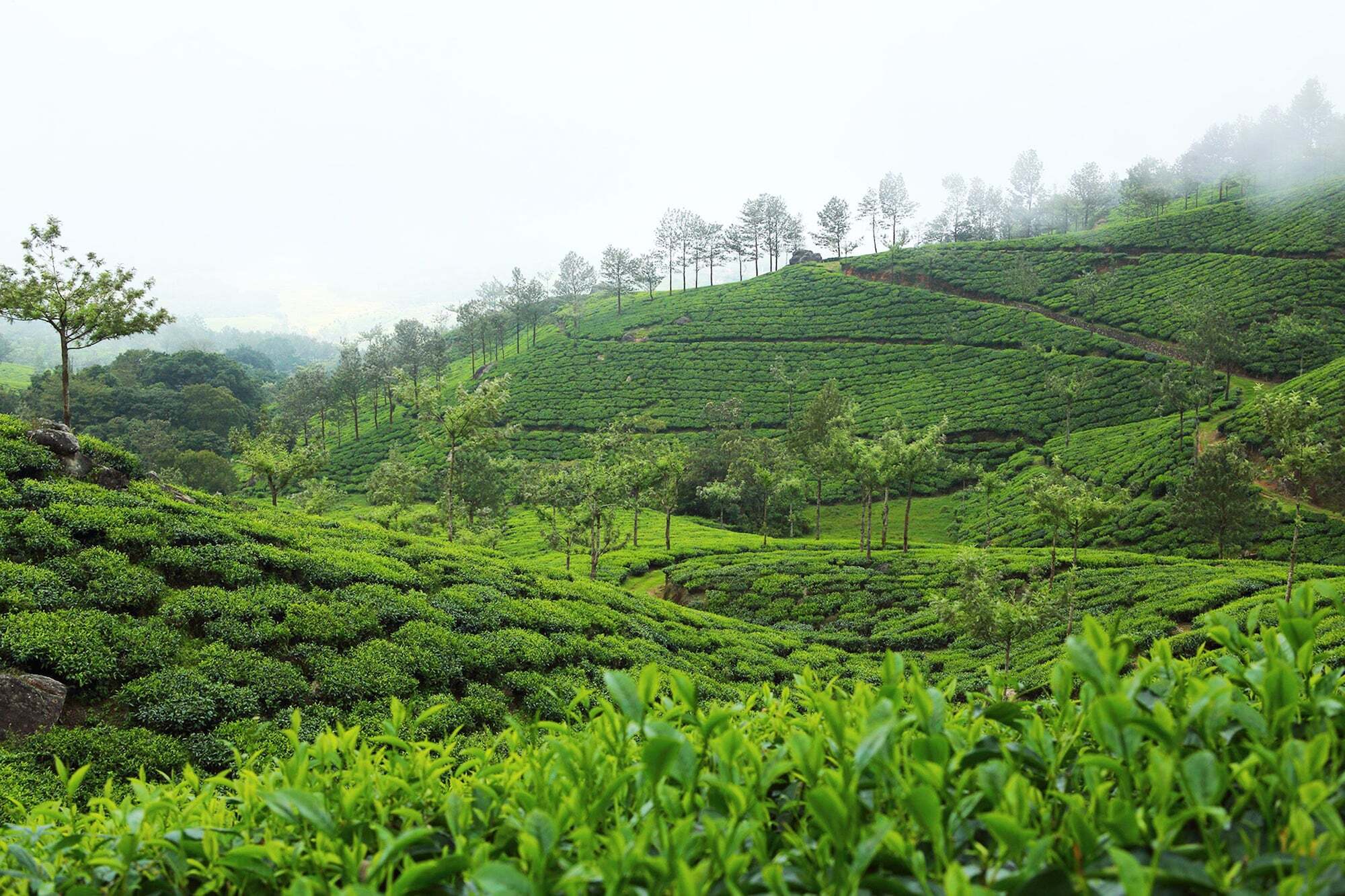 Fort Munnar Chinnakanal Exteriér fotografie